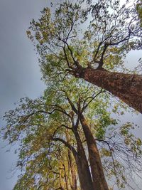 Low angle view of tree against sky