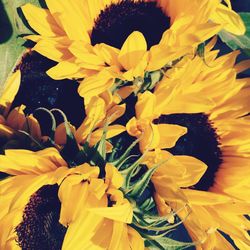 Close-up of sunflower