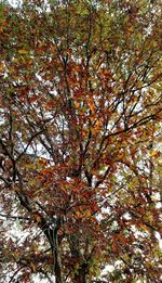 Low angle view of trees