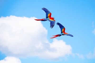 Low angle view of a bird flying