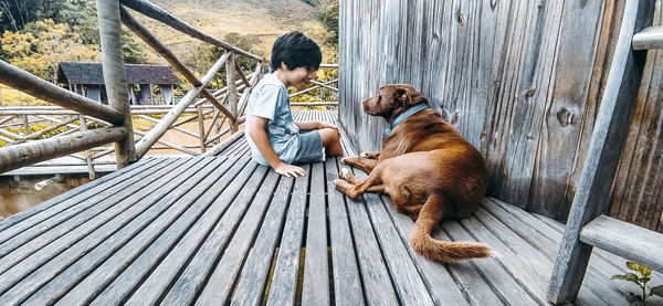 Low angle view of dog on boardwalk