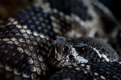 Close-up of snake