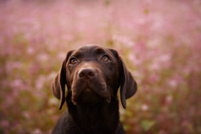 Close-up portrait of dog