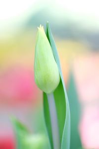 Close-up of flower bud