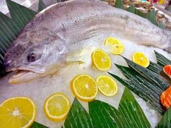 High angle view of fish