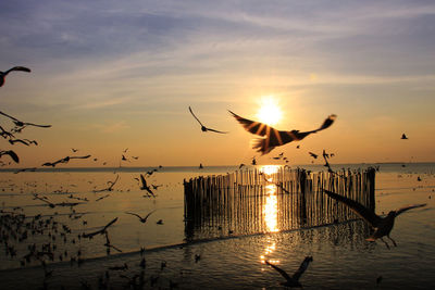 Silhouette birds flying over sea against sky during sunset