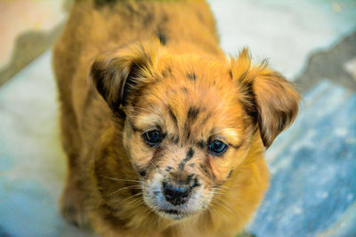 Close-up portrait of dog