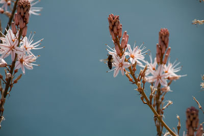 Close-up of bumblebee on cherry blossom