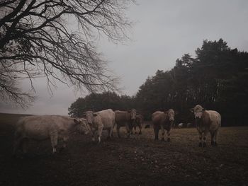 Horses standing in a field