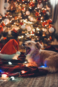 Dog yawning in front of illuminated christmas tree