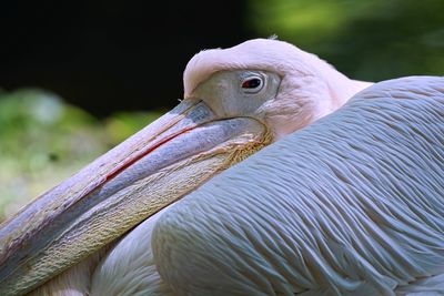 Close-up of pelican