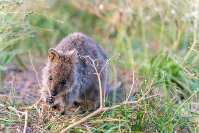 Portrait of rabbit on field