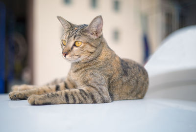 Close-up of cat looking away