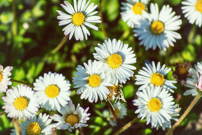 Close-up of daisy flower