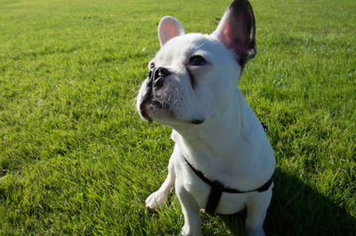 Close-up of puppy sitting on field