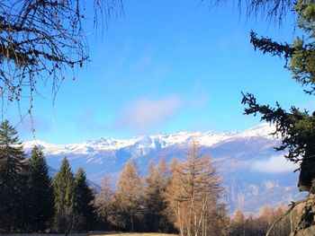 Low angle view of trees against sky during winter