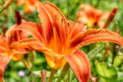 Close-up of orange day lily