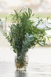 Close-up of potted plant on table