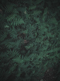 Full frame shot of plants growing on land