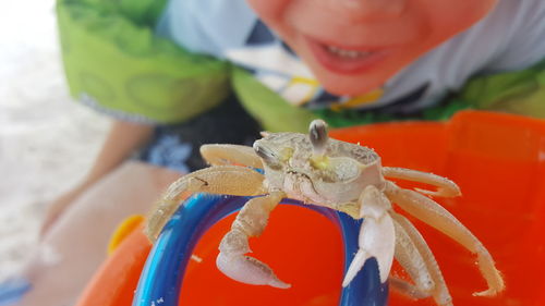 Midsection of boy by crab on toy