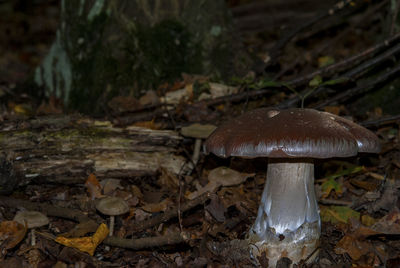 Close-up of mushroom growing on field