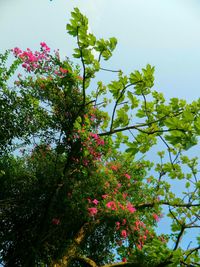 Low angle view of trees against sky