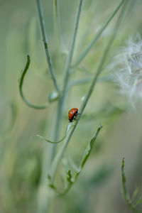 Close-up of ladybug on plant