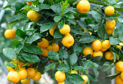 Close-up of red fruits on tree