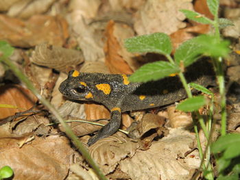 Close-up of an amphibian on the ground