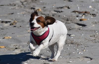 Portrait of dog on beach