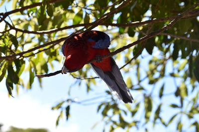 Low angle view of parrot perching on branch