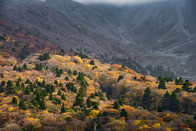 Scenic view of tree mountains during autumn