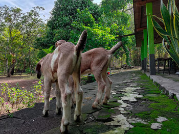 View of two dogs on footpath