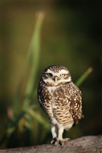 Owl in the forest