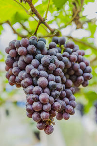 Close-up of grapes growing on tree