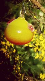 Close-up of plant against blurred background