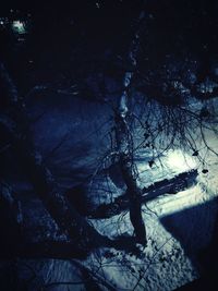 Low angle view of tree against sky at night