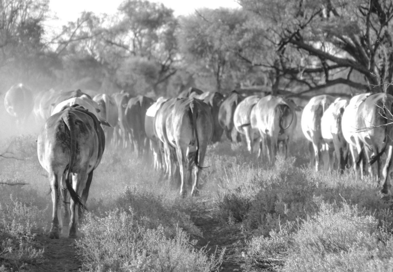 Cattle, cows, mustering, outback Australia