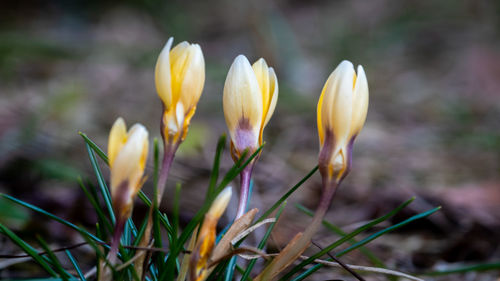 Close-up of yellow crocus flowers on field