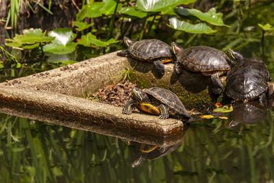 Turtle in a lake