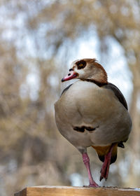 Close-up of bird