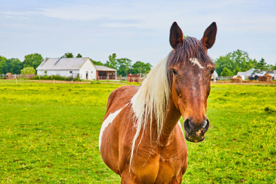 Horse grazing on field