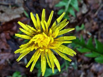 Close-up of yellow flower