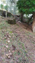 View of trees in forest