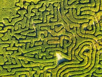 Natural maze - drone shot