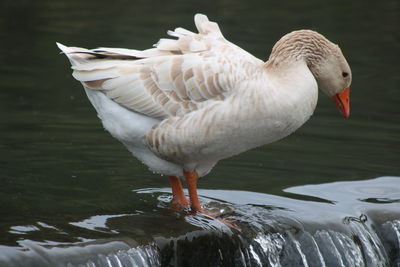 Close-up of duck in lake