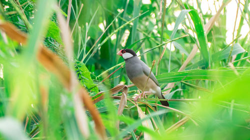 Bird perching on a field