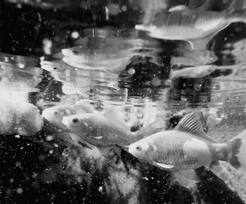 Close-up of fish swimming in aquarium