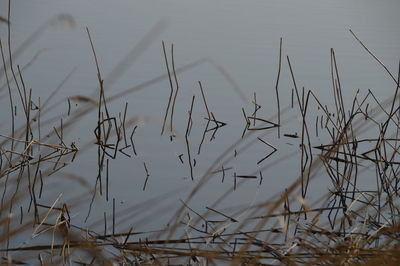 High angle view of dry plants in lake