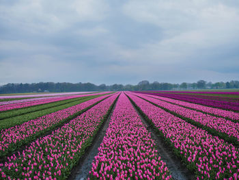 Pink flowering plants on field against sky